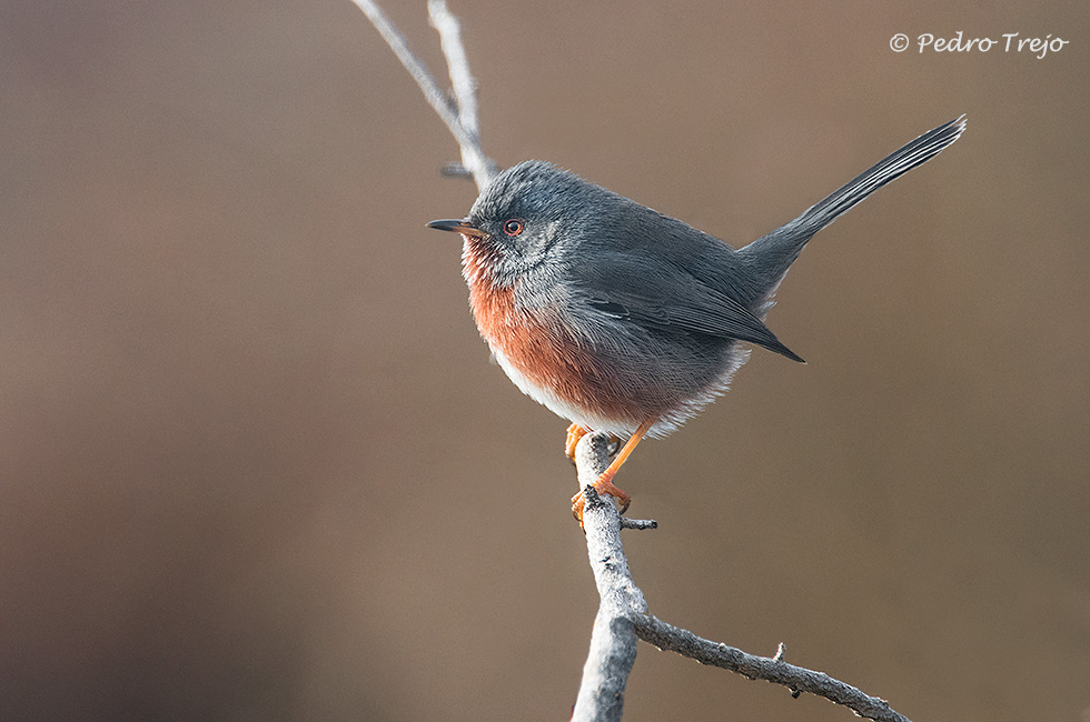 Curruca rabilarga (Sylvia undata)